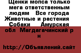 Щенки мопса только мега-ответственным людям - Все города Животные и растения » Собаки   . Амурская обл.,Магдагачинский р-н